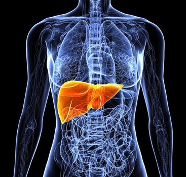 [Первая школа биохакинга] Печень. Глобальный деток_0.jpg